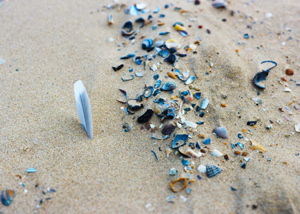 Shells and a feather in the sand 