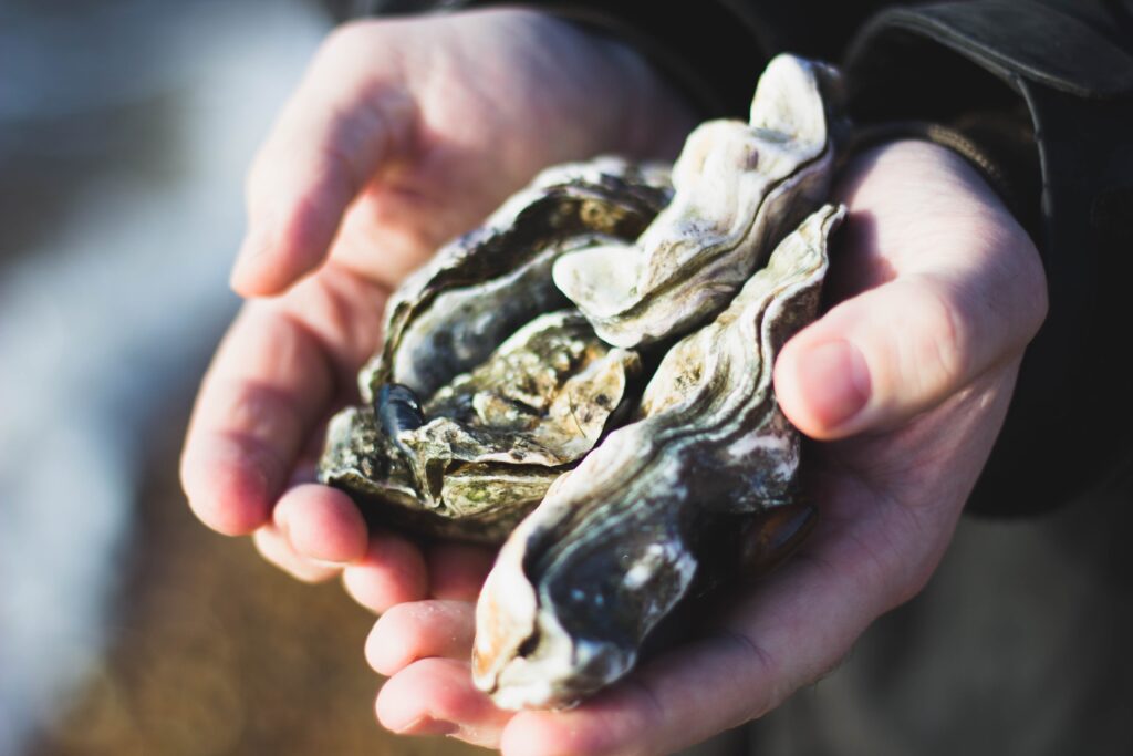 Someone holding oyster shells