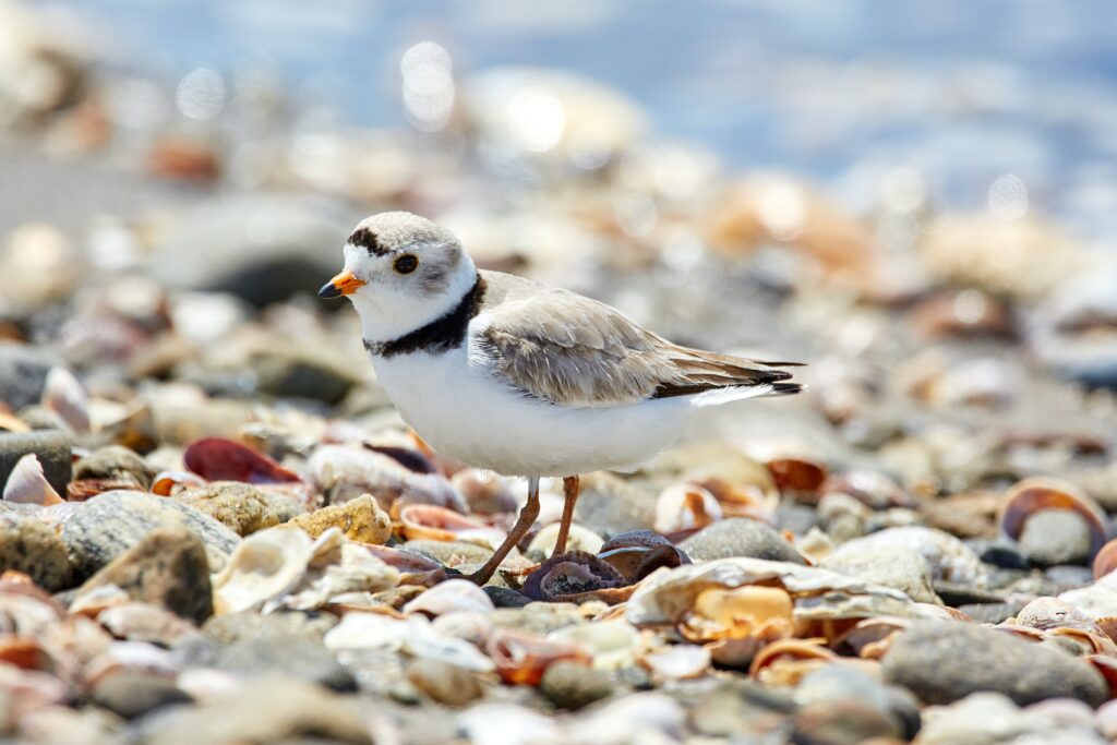 Piping Plover on seashells