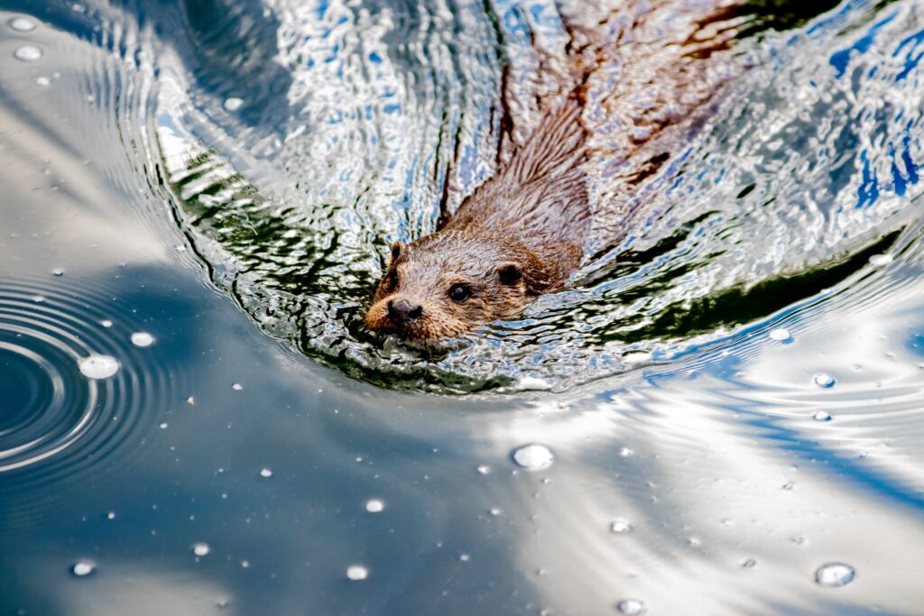 American River Otter swimming