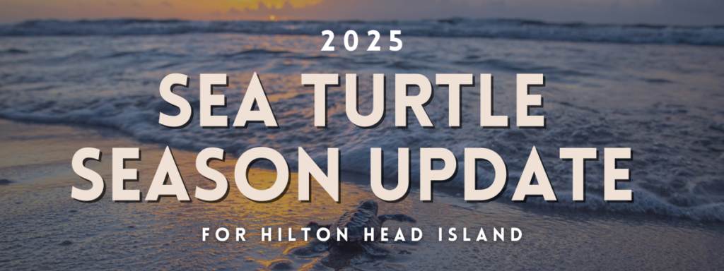 Hilton Head Island’s 2025 Sea Turtle Season Final Count – Palmera ...